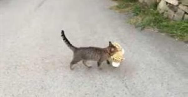 بالفيديو.. 3 ملايين مشاهدة لقط يسرق دمية من منزل الجيران