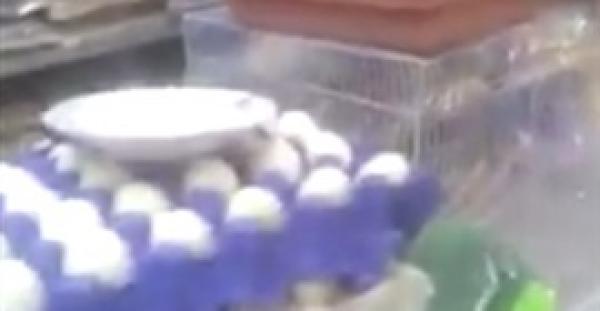 بالفيديو.. لحظة فقس «كتاكيت» من البيض بسبب شدة الحرارة في البحرين