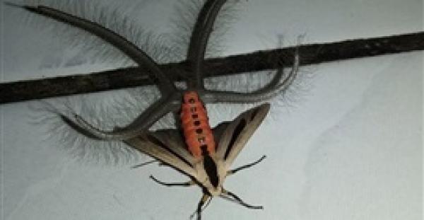 بالفيديو.. مخلوق غريب يشبه الفراشة له 4 مخالب يثير رعب الإنترنت