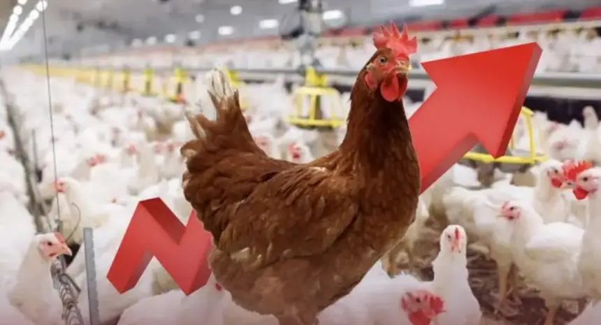 نيران "المحروقات" و"العيد" تلهب أسعار الدواجن.. الكيلوغرام يقفز لـ19 درهماً والمهنيون يتوقعون المزيد