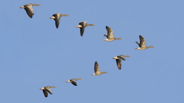 إدارة ترامب: قتل الطيور المهاجرة ليس جريمة