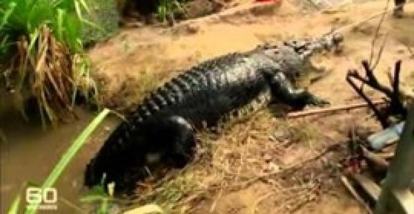 بالفيديو.. اصطياد تمساح عملاق أثار فزع المواطنين في أستراليا
