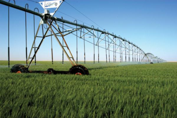 المساحة المزروعة بالحبوب تصل إلى 4.93 ملايين هكتار