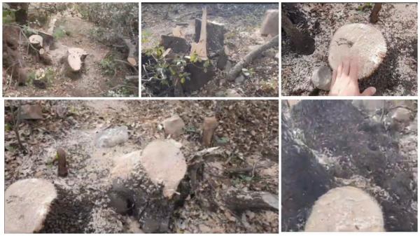 بالفيديو... مجهولون يرتكبون "مجزرة" بيئية داخل غابة بالأطلس ويقطعون عشرات الأشجار الخضراء ونشطاء يطالبون المسؤولين بالتدخل 