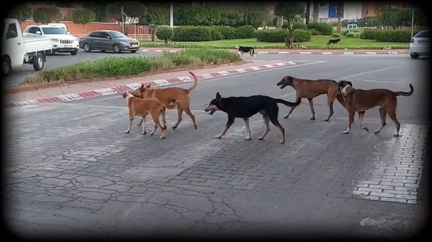 أين هي الجهات المسؤولة؟.. الكلاب الضالة تسرح دون رادع في قلب بني ملال