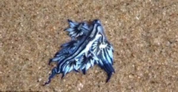 بالفيديو .. رصد مخلوق بحرى نادر على شواطئ أستراليا