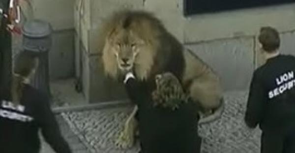 بالفيديو.. شاهد أفظع هجمات الحيوانات المفترسة على الإنسان