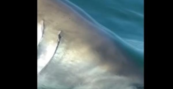 قرش يسرق سمكة من صيادين على متن مركب (فيديو)