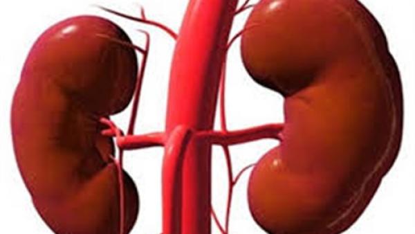 10 أطعمة تساعد على تنظيف الكلى وتنقيتها من السموم