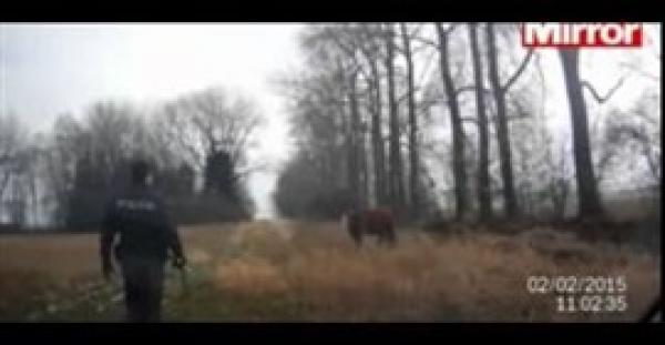 بالفيديو.. معركة بين شرطي وبقرة هاربة حطمت زجاج سيارته