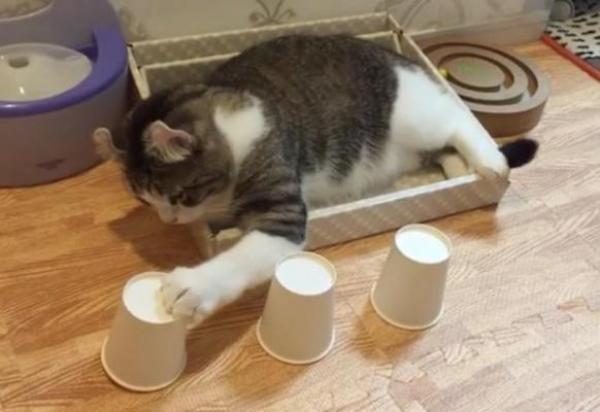 بالفيديو: هل هذا أذكى قط على الإطلاق؟