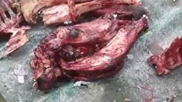 جماجم ولحوم "حمير" تستنفر سلطات سباتة بالدارالبيضاء