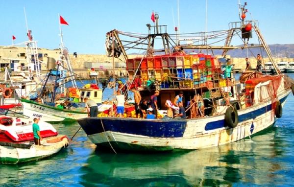 الحسيمة .. هذا هو القرار المتخذ بخصوص البحارة الذين تضررت مراكبهم من سمك "النيكرو"
