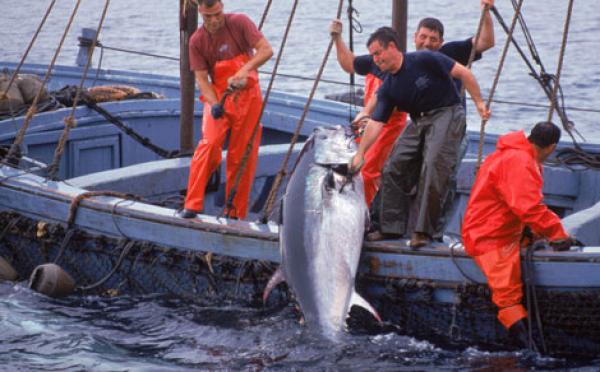 وزارة الخارجية تؤكد وجود تقدم كبير في مفاوضات الصيد البحري مع الاتحاد الأوروبي
