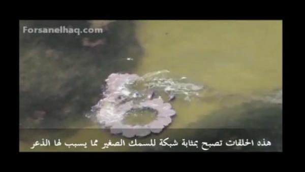 أغرب من الخيال..دولفين يجعل فريسته تقفز بنفسها الى فمه 