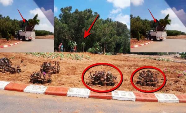 بلا حشمة بلا حيا: مسؤولو القنيطرة يخادعون الملك …دازت الزيارة طيرو النخل و الشجر .. (صور)