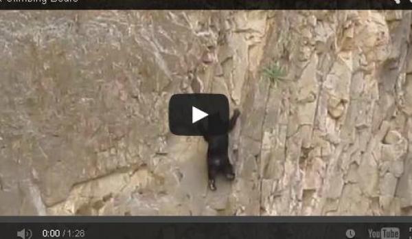 بالفيديو:دب صغير يبحث عن والدته يجازف بتسلقه مرتفعا شديد الانحدار