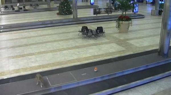 ذئب بري يتسلل إلى مطار أمريكي