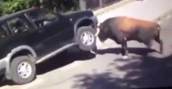 بالفيديو.. هجوم مرعب لثور على سيارة دفع رباعي