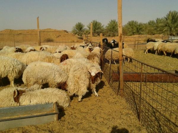 الأسواق تتأهب والوزارة لم تحدد سقفا للأثمان و«الشناقة» يستغلون الفراغ