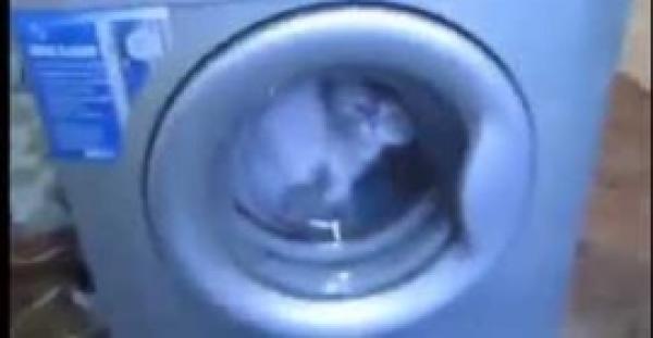 بالفيديو .. لحظات مروعة لمعاقبة قطة في «الغسالة»