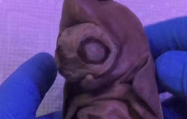 بالفيديو:  مخلوق غريب يشبه كائنات الفضاء في أفلام الخيال العلمي