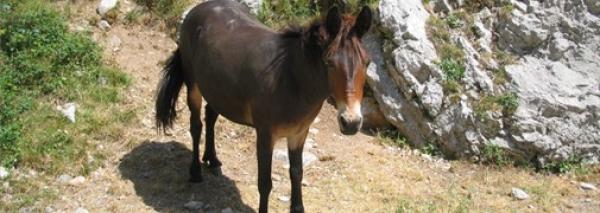 سلطات الحوز تحتجز بغلة ولدت و صاحبها يطالب باسترجاعها