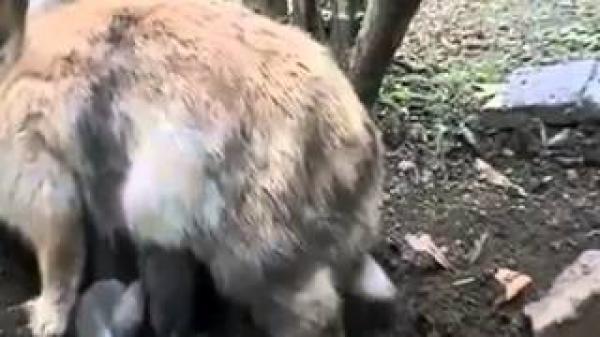 شاهد كيف يخفي الأرنب صغاره في الغابة