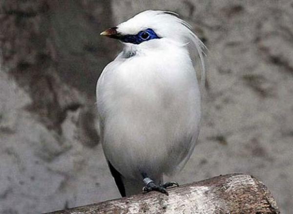 الصين تحكم بالسجن 10 سنوات لآكلي الحيوانات النادرة