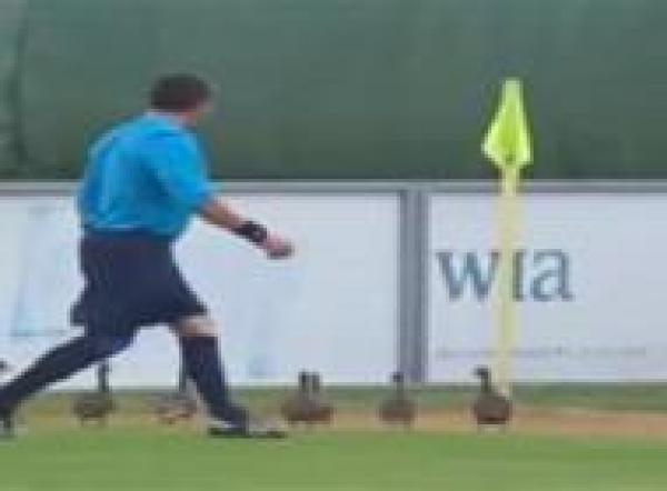 بالفيديو:عائلة من البط تتجول في ملعب أثناء مباراة كرة قدم