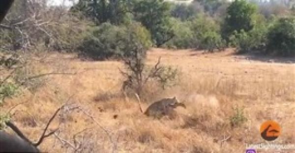 بالفيديو والصور.. دهاء نمر في اصطياد غزالة يذهل مصوره
