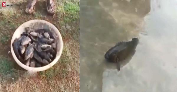 بالفيديو.. السماء تمطر أسماكاً على قرية هندية