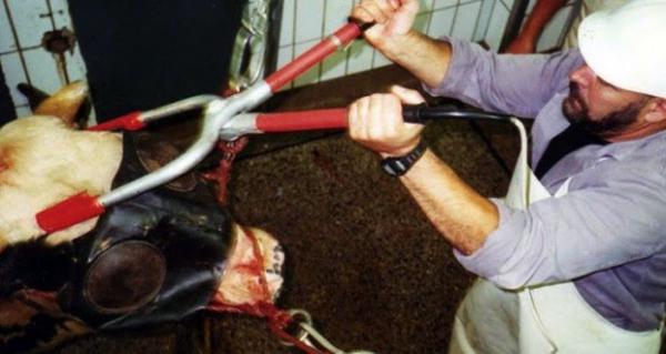 رسميا...منع مغاربة ومسلمو بلجيكا من ذبح أضاحي العيد بدون تخدير