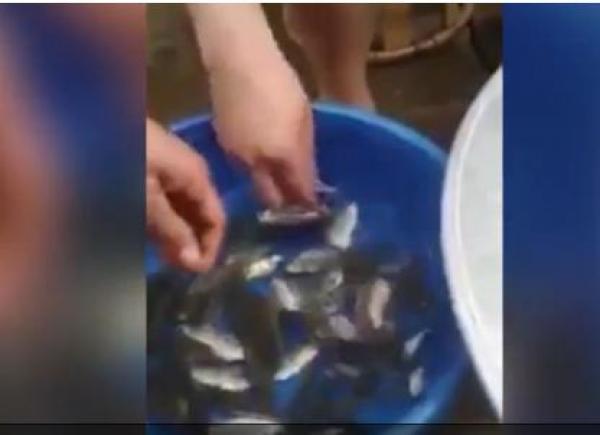 بالفيديو: قرويون يتناولون الأسماك وهي حيّة مع السلطة