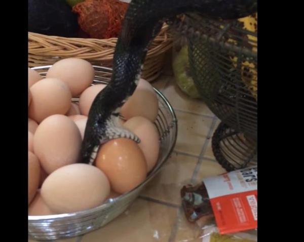 بالفيديو: زوجان يعثران على أفعى ضخمة في المطبخ