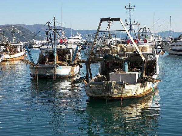 استئناف نشاط الصيد البحري ابتداء من الاثنين المقبل بالموانئ المتوقفة حاليا