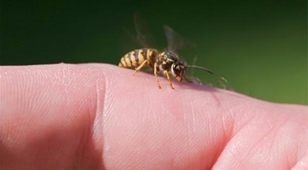 هل لدغك دبور؟ إليك الحل