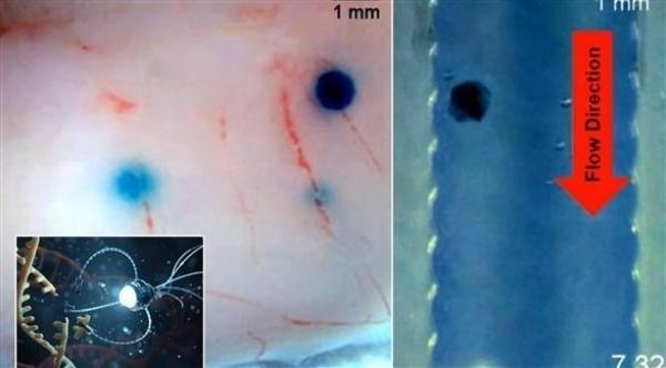 روبوتات مجهرية لحقن الدواء مباشرة في الجهاز العصبي المركزي