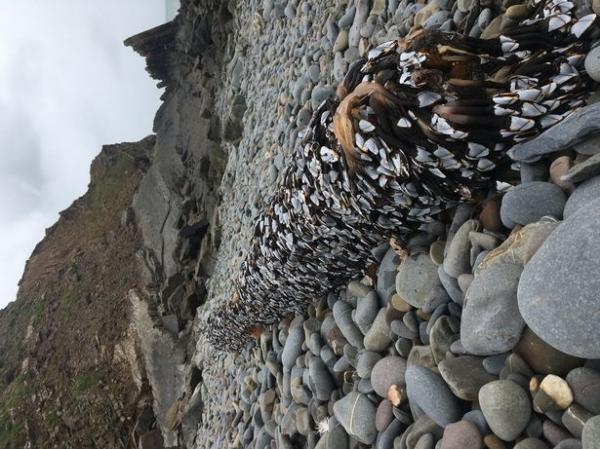 بالفيديو: كائن غامض مغطى بالأصداف يثير حيرة سكان ويلز