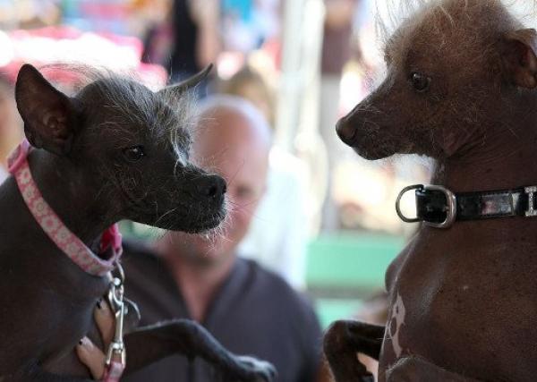 اختيار "أقبح كلب في العالم"