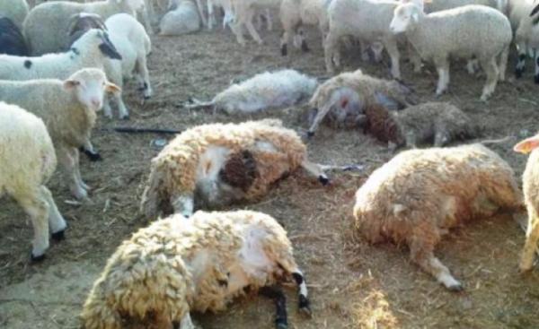 تارودانت: كسابة بمنطقة المنيزلة يفقدون أغنامهم بسبب مرض مجهول