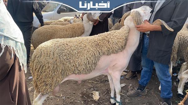 من سوق سطات..ارتفاع ثمن الحولي بشكل غير مسبوق والثمن كيبدا من 4 الآف درهم وكيوصل لمليون