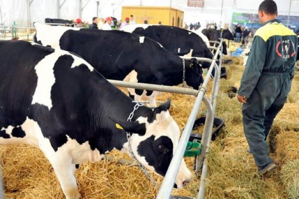 تلقيح أزيد من 500 ألف بقرة ضد "الحمى القلاعية" في المغرب وهذا موعد ابتداء تعويض المتضررين