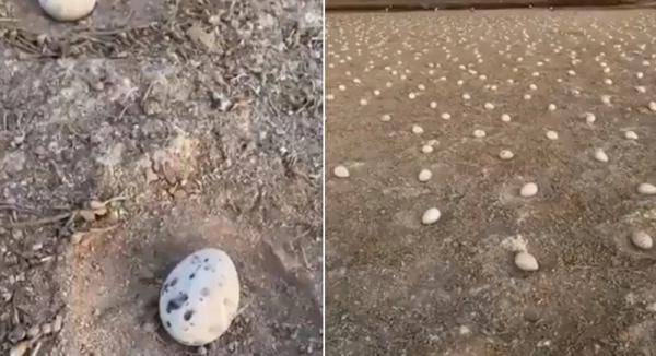 بيض الطيور يغزو أرض جزيرة خليجية، فما السبب ؟(فيديو)