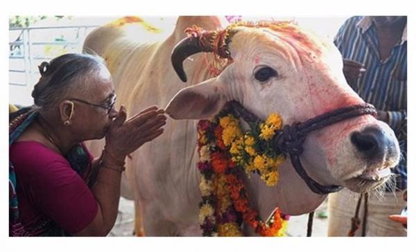 الهند تبحث عن “ملكة جمال” البقر