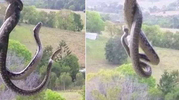 شاهد.. ثعبانان يخوضان معركة "جوية" غريبة!