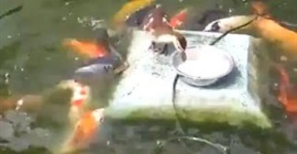 بالفيديو.. بطة صغيرة تطعم سرب من السمك بطريقة مدهشة