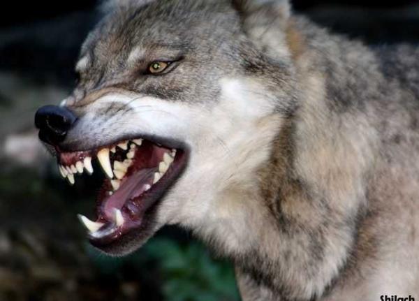 ستيني ينجو من موت محقق بعد تعرضه لهجوم ذئب هائج