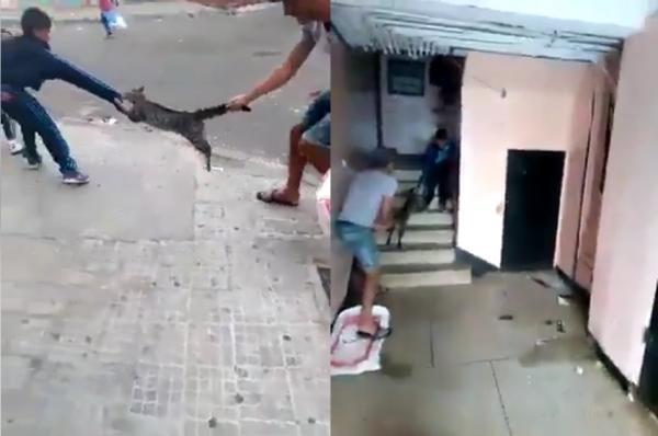 قط يتشبه ب"بيتبول" يتمسك بعض قميص و يد طفل