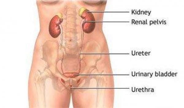 كيف تحدث الإصابة بالتهابات المسالك البولية؟